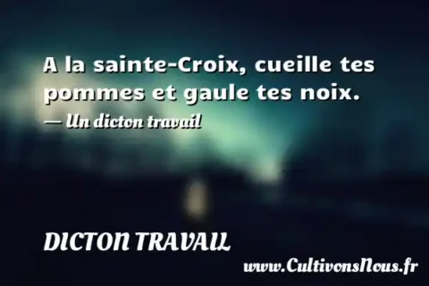 A la sainte-Croix, cueille tes pommes et gaule tes noix. - Un dicton travail DICTON TRAVAIL