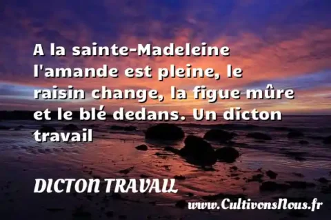 A la sainte-Madeleine l amande est pleine, le raisin change, la figue mûre et le blé dedans. Un dicton travail DICTON TRAVAIL
