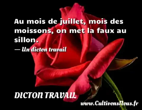 Au mois de juillet, mois des moissons, on met la faux au sillon. - Un dicton travail DICTON TRAVAIL