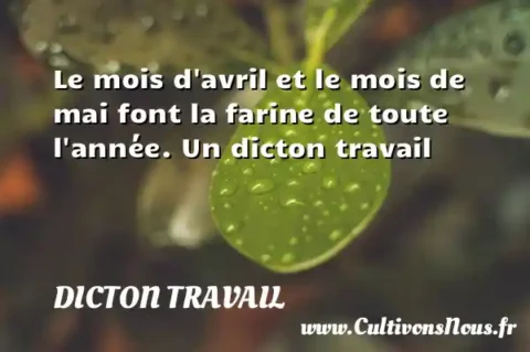 Le mois d avril et le mois de mai font la farine de toute l année. Un dicton travail DICTON TRAVAIL