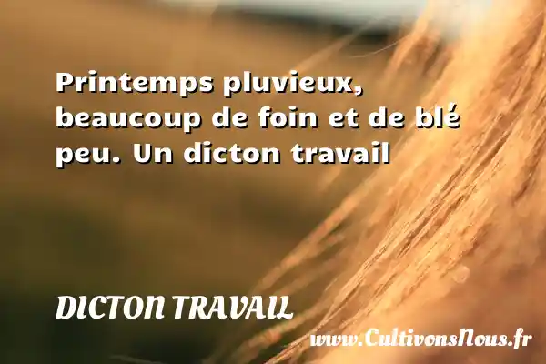 Printemps pluvieux, beaucoup de foin et de blé peu. Un dicton travail DICTON TRAVAIL