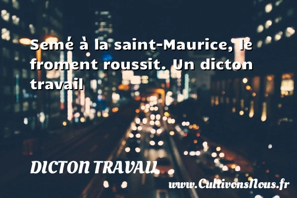 Semé à la saint-Maurice, le froment roussit. - Dicton travail