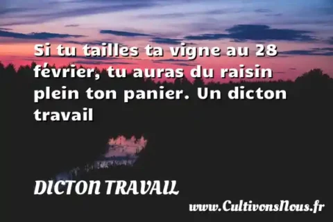 Si tu tailles ta vigne au 28 février, tu auras du raisin plein ton panier. Un dicton travail DICTON TRAVAIL