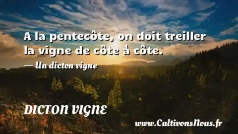 A la pentecôte, on doit treiller la vigne de côte à côte. - Un dicton vigne DICTON VIGNE
