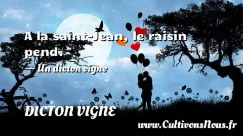 A la saint-Jean, le raisin pend. - Un dicton vigne DICTON VIGNE