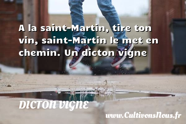A la saint-Martin, tire ton vin, saint-Martin le - Dicton vigne