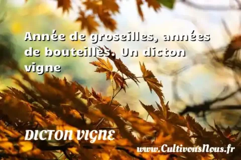 Année de groseilles, années de bouteilles. Un dicton vigne DICTON VIGNE