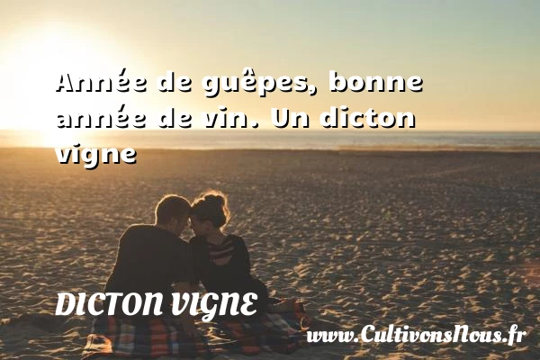Année de guêpes, bonne année de vin. - Dicton vigne