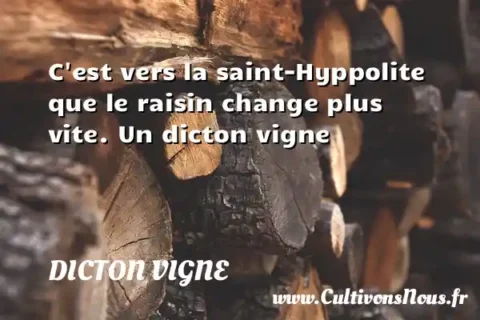 C est vers la saint-Hyppolite que le raisin change plus vite. Un dicton vigne DICTON VIGNE