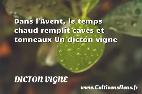Dans l Avent, le temps chaud remplit caves et tonneaux Un dicton vigne DICTON VIGNE