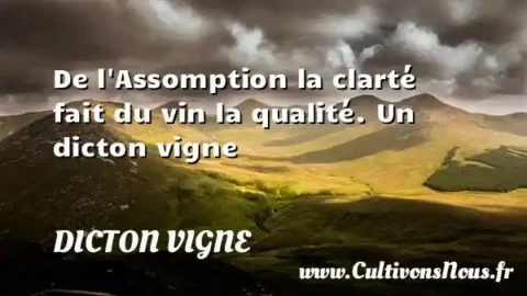De l Assomption la clarté fait du vin la qualité. Un dicton vigne DICTON VIGNE