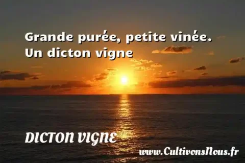 Grande purée, petite vinée. Un dicton vigne DICTON VIGNE