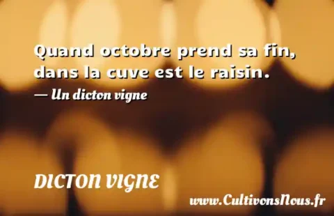 Quand octobre prend sa fin, dans la cuve est le raisin. - Un dicton vigne DICTON VIGNE