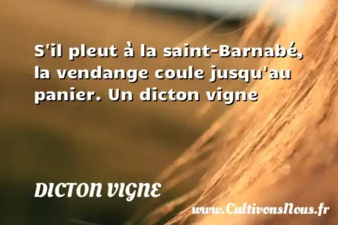 S il pleut à la saint-Barnabé, la vendange coule jusqu au panier. Un dicton vigne DICTON VIGNE