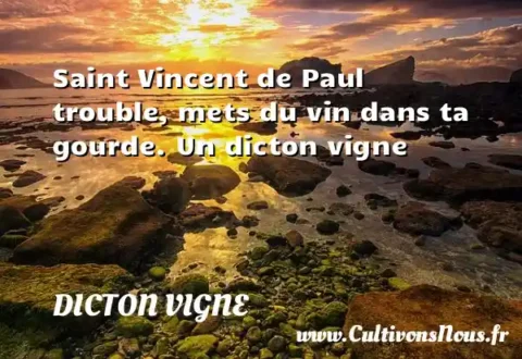 Saint Vincent de Paul trouble, mets du vin dans ta gourde. Un dicton vigne DICTON VIGNE