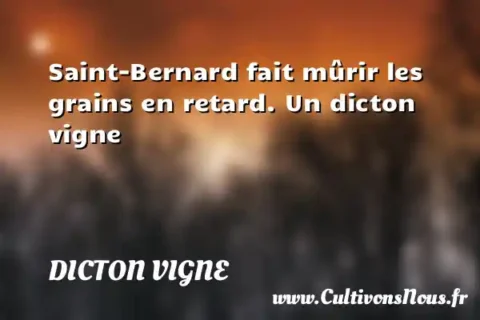 Saint-Bernard fait mûrir les grains en retard. Un dicton vigne DICTON VIGNE