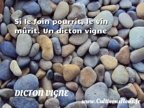 Si le foin pourrit, le vin mûrit. Un dicton vigne DICTON VIGNE