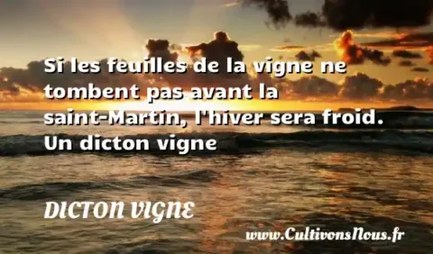 Si les feuilles de la vigne ne tombent pas avant la saint-Martin, l hiver sera froid. Un dicton vigne DICTON VIGNE