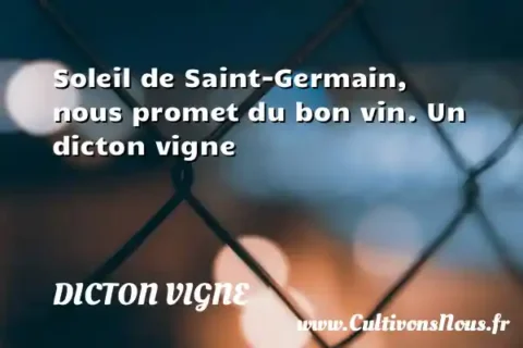 Soleil de Saint-Germain, nous promet du bon vin. Un dicton vigne DICTON VIGNE