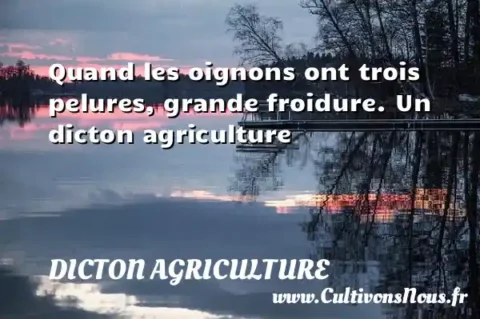 Quand les oignons ont trois pelures, grande froidure. Un dicton agriculture DICTON AGRICULTURE