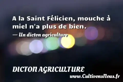 A la Saint Félicien, mouche à miel n a plus de bien. - Un dicton agriculture DICTON AGRICULTURE