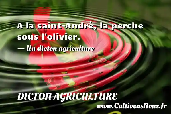 A la saint-André, la perche sous l olivier. - Un dicton agriculture DICTON AGRICULTURE