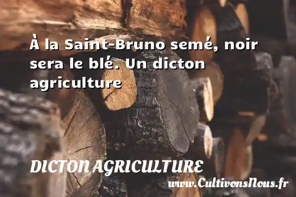 À la Saint-Bruno semé, noir sera le blé. Un dicton agriculture DICTON AGRICULTURE