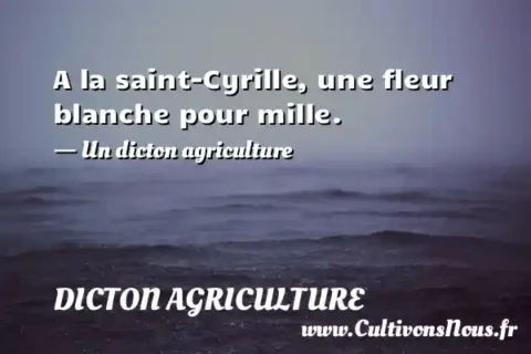 A la saint-Cyrille, une fleur blanche pour mille. - Un dicton agriculture DICTON AGRICULTURE