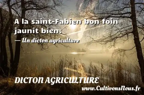 A la saint-Fabien bon foin jaunit bien. - Un dicton agriculture DICTON AGRICULTURE