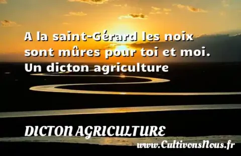 A la saint-Gérard les noix sont mûres pour toi et moi. Un dicton agriculture DICTON AGRICULTURE