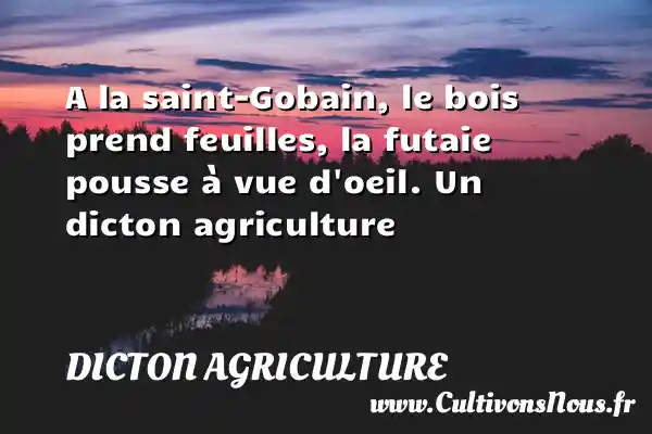 A la saint-Gobain, le bois prend feuilles, la futaie pousse à vue d oeil. Un dicton agriculture DICTON AGRICULTURE