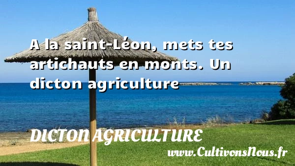 A la saint-Léon, mets tes artichauts en monts. - Dicton agriculture