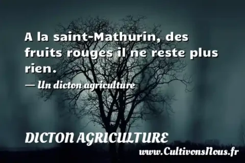 A la saint-Mathurin, des fruits rouges il ne reste plus rien. - Un dicton agriculture DICTON AGRICULTURE