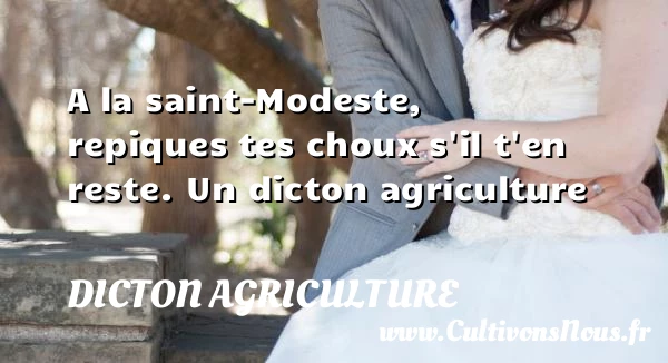 A la saint-Modeste, repiques tes choux s’il t’en - Dicton agriculture