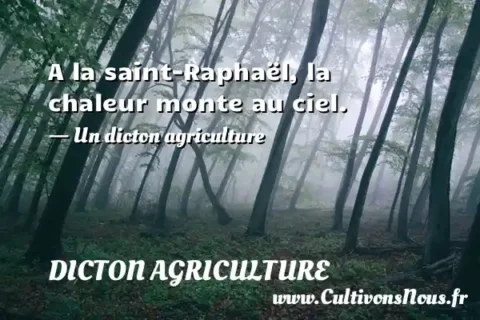 A la saint-Raphaël, la chaleur monte au ciel. - Un dicton agriculture DICTON AGRICULTURE