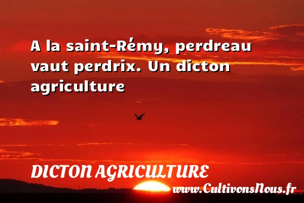 A la saint-Rémy, perdreau vaut perdrix. - Dicton agriculture