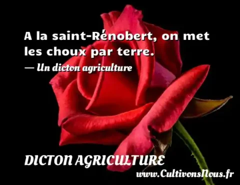A la saint-Rénobert, on met les choux par terre. - Un dicton agriculture DICTON AGRICULTURE