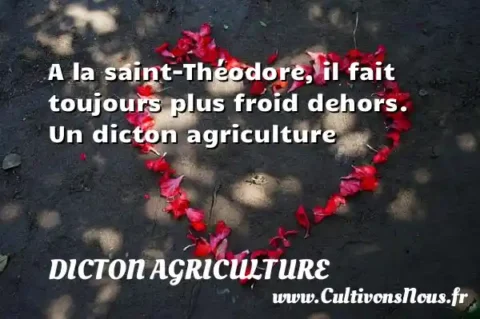 A la saint-Théodore, il fait toujours plus froid dehors. Un dicton agriculture DICTON AGRICULTURE