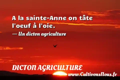 A la sainte-Anne on tâte l oeuf à l oie. - Un dicton agriculture DICTON AGRICULTURE