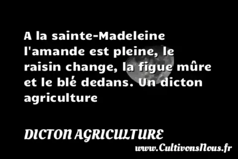 A la sainte-Madeleine l amande est pleine, le raisin change, la figue mûre et le blé dedans. Un dicton agriculture DICTON AGRICULTURE
