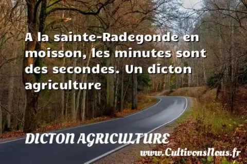 A la sainte-Radegonde en moisson, les minutes sont des secondes. Un dicton agriculture DICTON AGRICULTURE