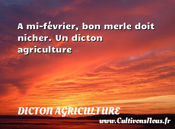 A mi-février, bon merle doit nicher. - Dicton agriculture
