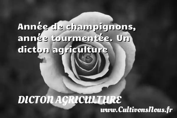 Année de champignons, année tourmentée. Un dicton agriculture DICTON AGRICULTURE