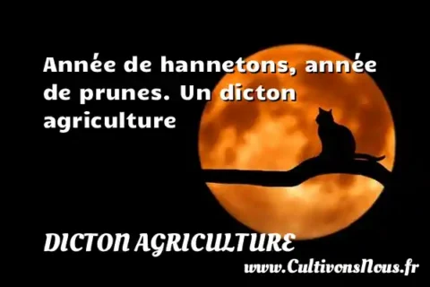 Année de hannetons, année de prunes. Un dicton agriculture DICTON AGRICULTURE