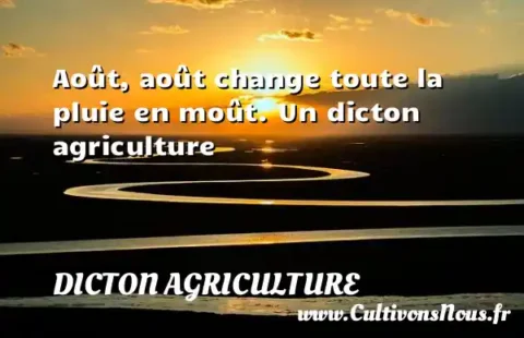 Août, août change toute la pluie en moût. Un dicton agriculture DICTON AGRICULTURE