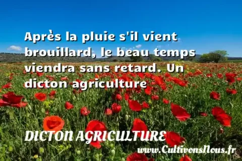 Après la pluie s il vient brouillard, le beau temps viendra sans retard. Un dicton agriculture DICTON AGRICULTURE