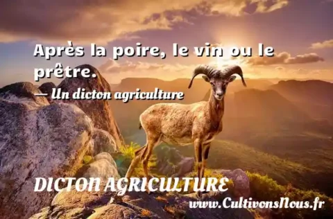 Après la poire, le vin ou le prêtre. - Un dicton agriculture DICTON AGRICULTURE