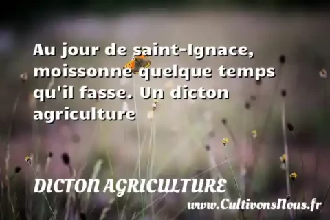 Au jour de saint-Ignace, moissonne quelque temps qu il fasse. Un dicton agriculture DICTON AGRICULTURE