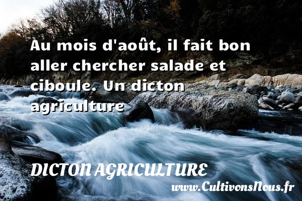 Au mois d’août, il fait bon aller chercher salade et - Dicton agriculture
