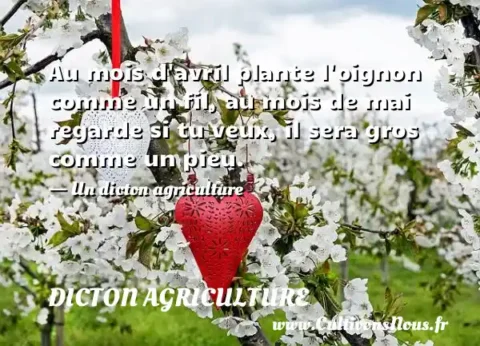 Au mois d avril plante l oignon comme un fil, au mois de mai regarde si tu veux, il sera gros comme un pieu. - Un dicton agriculture DICTON AGRICULTURE